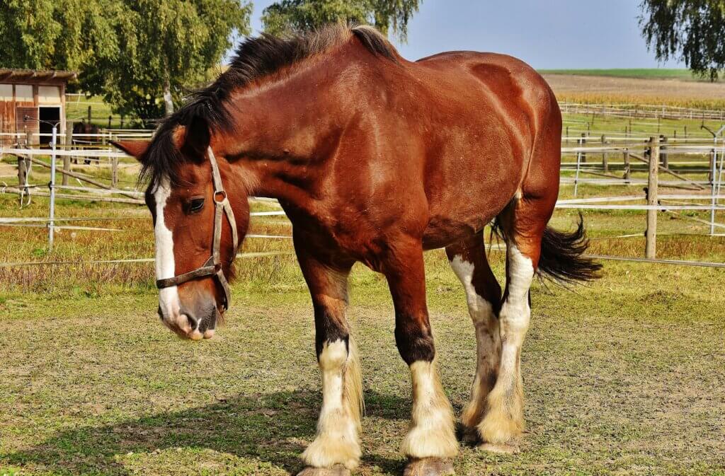 Clydesdale Horse Photo