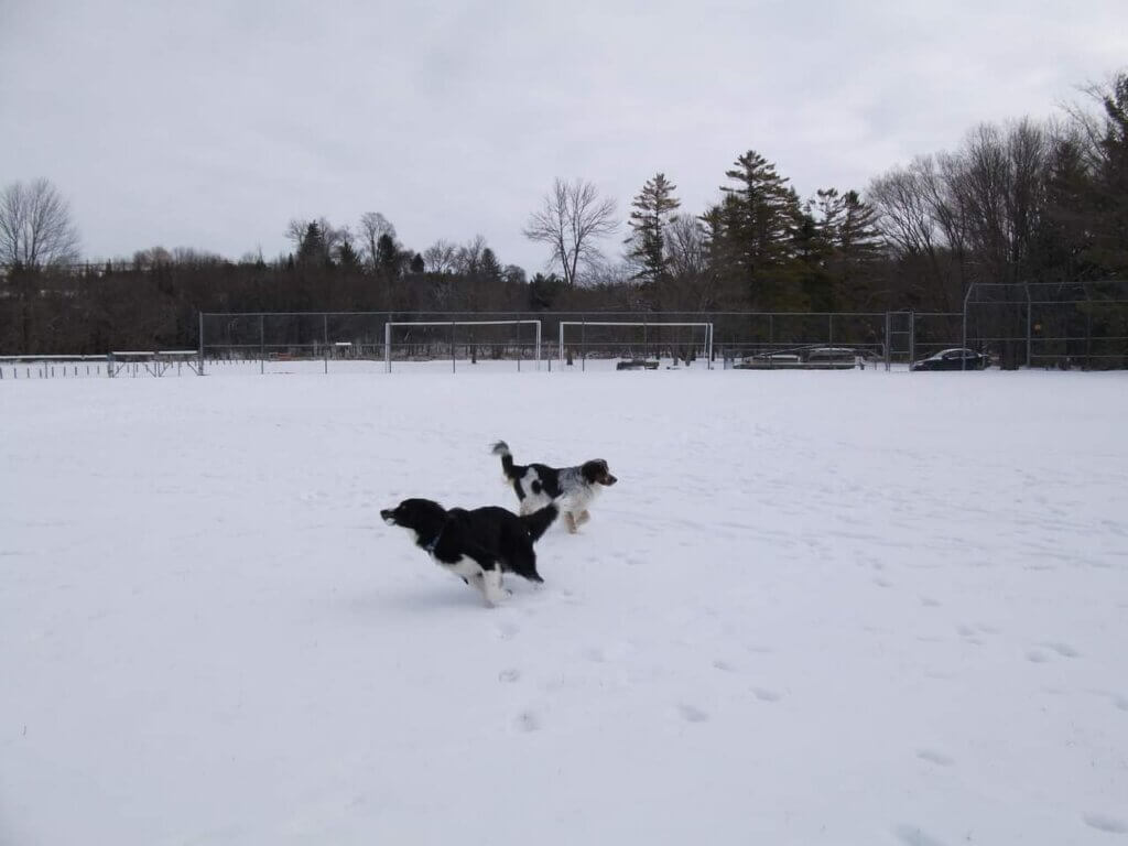 Campbell Photo with Dogs